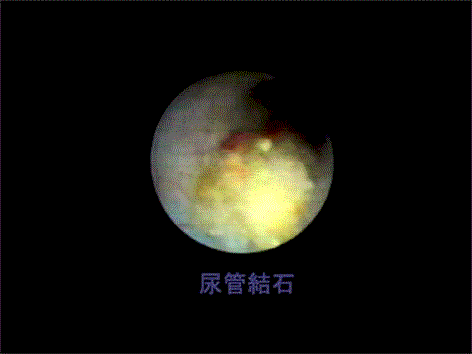 wpe5141.gif (33273 バイト)